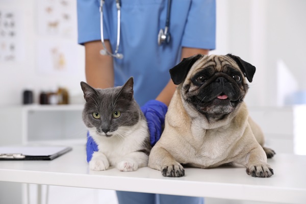 Pets em atendimento veterinário