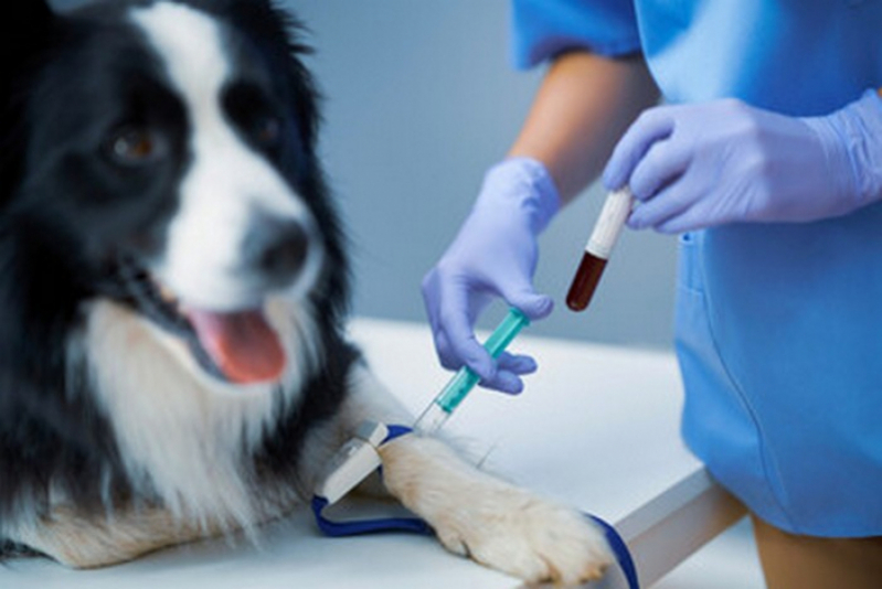 Cachorro em clima de cuidado veterinário